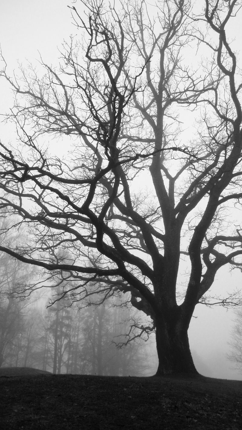 Bare tree branches reaching through fog—a visual metaphor for how inheritance flows through family branches under per stirpes distribution