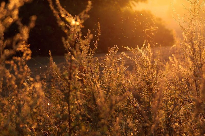 Golden wheat or grass backlit by warm sunlight, symbolizing the transition and uncertainty of the pandemic era.