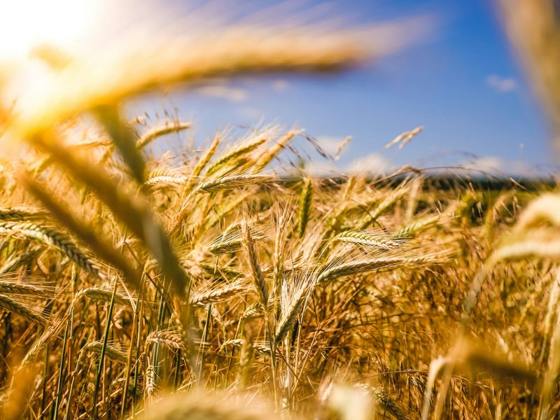 Uncovering His Feet: What Actually Happened on the Threshing Floor in Ruth 3:4