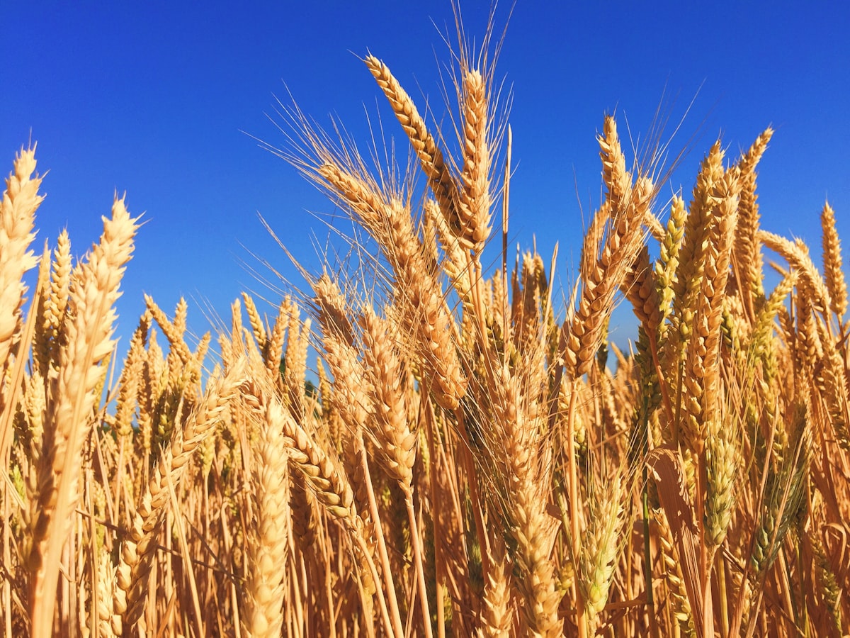 Ripe golden wheat ears against a blue sky, evoking the barley harvest at Bethlehem where Ruth gleaned in the fields of Boaz