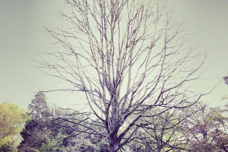 The Basis for a Trademark Application